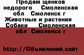 Продам щенков недорого! - Смоленская обл., Смоленск г. Животные и растения » Собаки   . Смоленская обл.,Смоленск г.